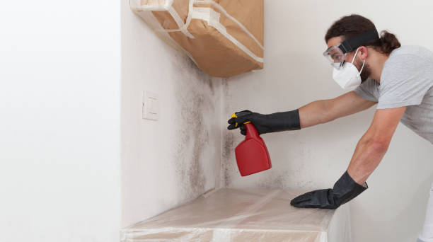 Professional Mold Remediation technician working in Edgewater, NJ