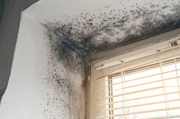 Affordable Mold Remediation solutions in Edgewater, NJ